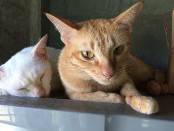 Close-up of cat resting