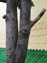 Close-up of tree trunk by fence