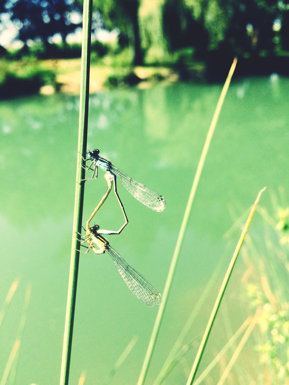 focus on foreground, grass, green color, close-up, water, nature, plant, stem, day, growth, blue, tranquility, beauty in nature, outdoors, sunlight, selective focus, no people, one animal, green, leaf