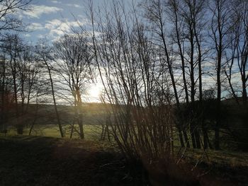 Bare trees on field against sky at sunset