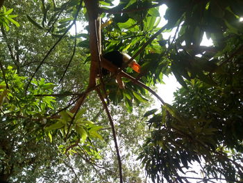 Low angle view of bird perching on tree