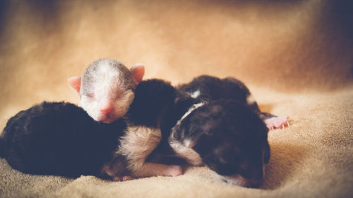 Close-up of dog sleeping
