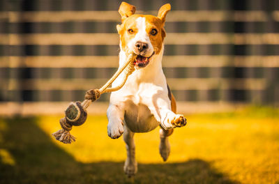 Happy beagle dog in backyard runs and hops jocularly with the toy towards camera. pets in garden.