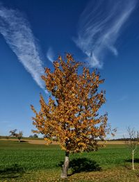 Tree on field against sky