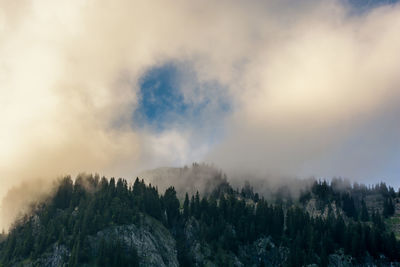 Panoramic view of forest against sky during sunset