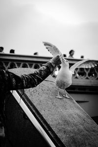 Close-up of bird perching against sky