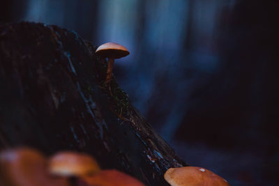 Close-up of mushroom growing on tree trunk in forest