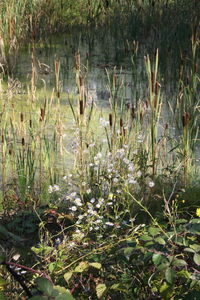 Plants growing in garden