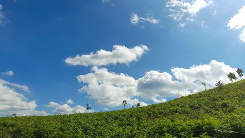 Low angle view of trees against sky