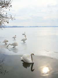 Winter scene with swans in half frozen lake