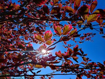 Low angle view of sunlight streaming through tree