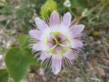 Close-up of purple flower blooming outdoors