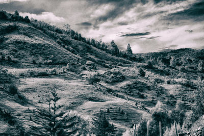 Low angle view of trees on mountain against sky