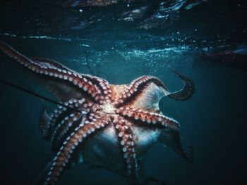 Octopus swimming in sea