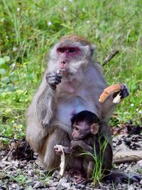 Monkey sitting in a field
