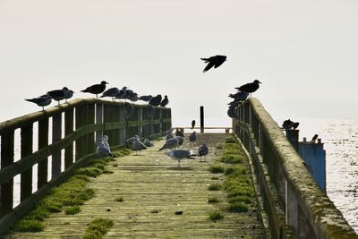 Seagulls perching on wooden post by sea against clear sky