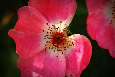 Close-up of pink flower