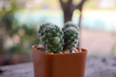 Close-up of succulent plant in pot