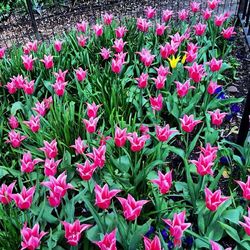 Close-up of pink flowers blooming in field