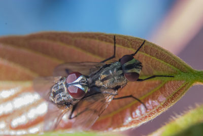 Close-up of houseflies mating on leaf