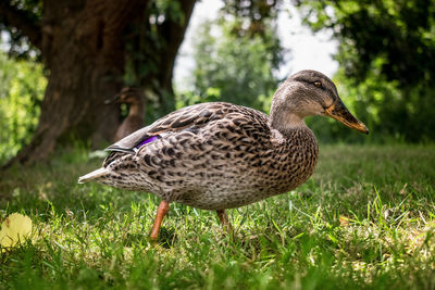 Close-up of duck on field