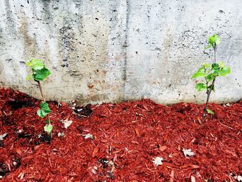 Close-up of ivy