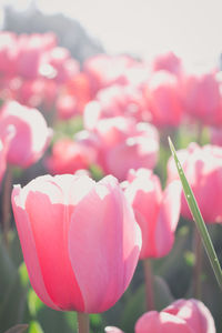 Close-up of pink tulips