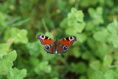 Close-up of butterfly on plant