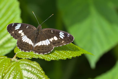 insect