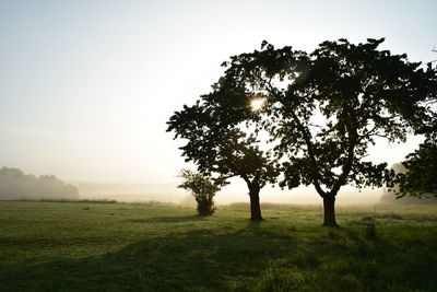Tree on field against clear sky