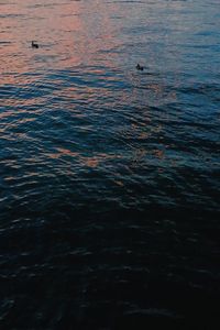 Full frame shot of swan swimming in lake