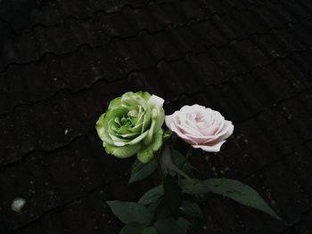 High angle view of rose roses