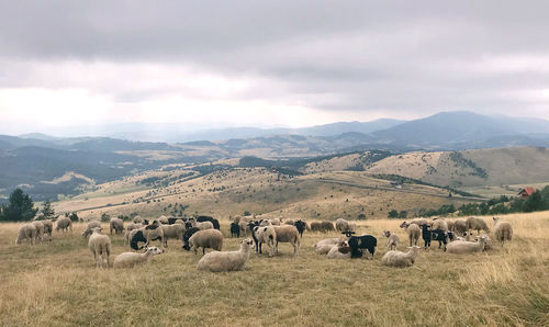 Flock of sheep on field against sky