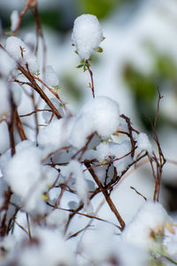 Close-up of frozen plant on tree during winter