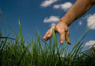 Green meadow landscape in the summer, on a sunny day