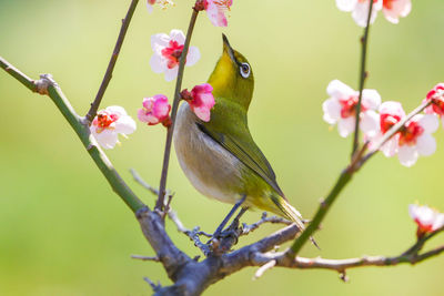 Close-up of bird perching on plum blossom tree