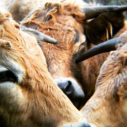 Close-up of cows