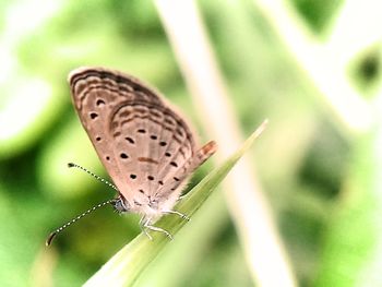 Close-up of butterfly on leaf