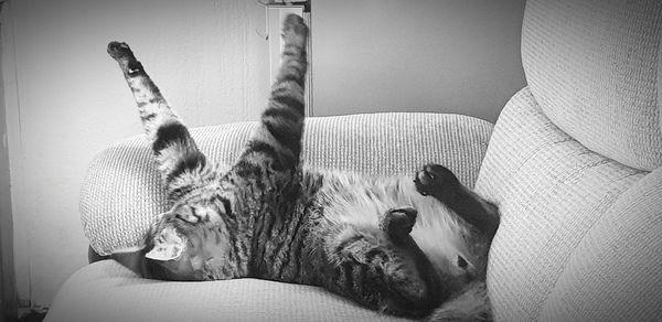 View of a dog resting on sofa