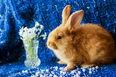 Cute fluffy ginger rabbit on a blue background with a bouquet of flowers