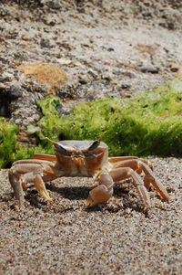 Surface level of a crab