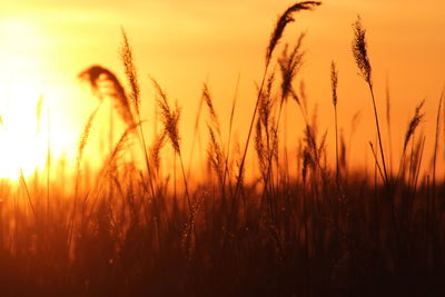 Desertification - close-up of stalks in field against orange sky in high temperature