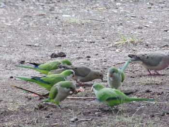 Close-up of birds on field