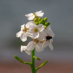 Close-up of butterfly on flower
