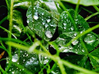 Close-up of wet plants