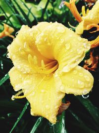 Close-up of wet yellow flower blooming outdoors