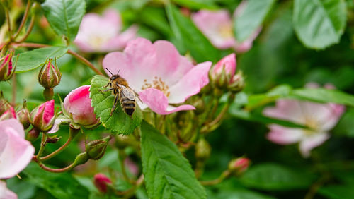 Close-up of butterfly pollinating on pink flower