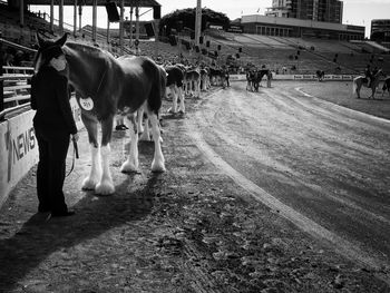 Cows walking on road