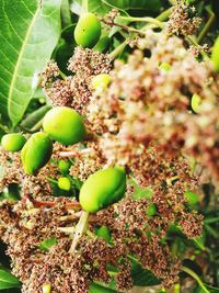 Close-up of fruits growing on plant