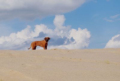 View of a dog on the beach